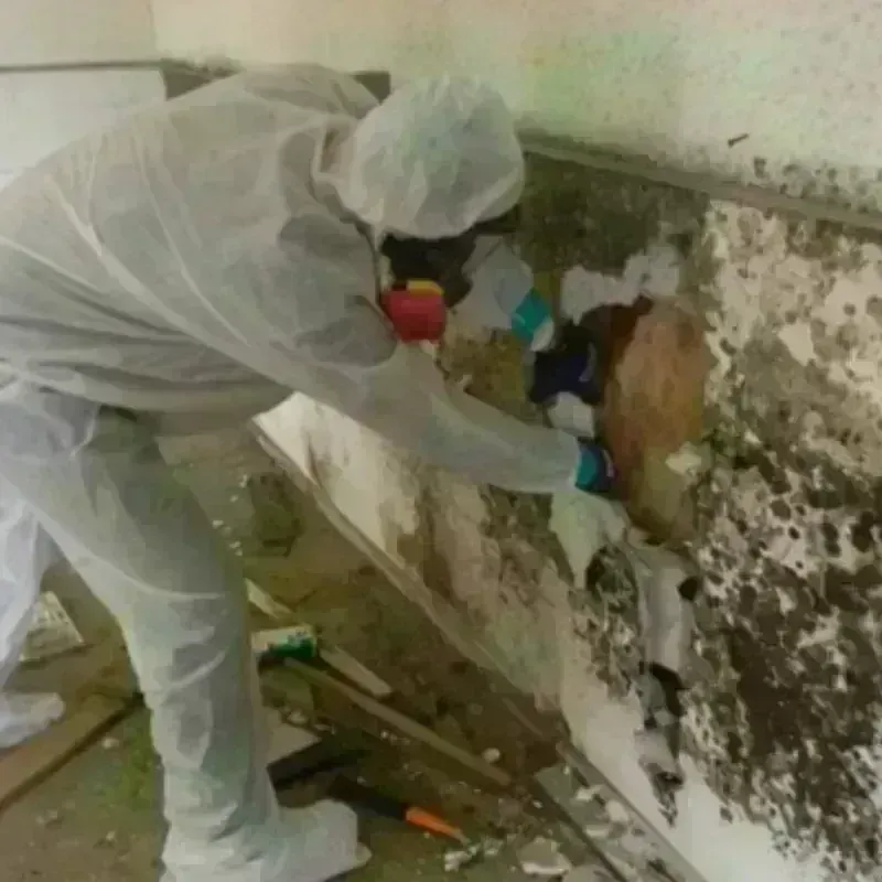 Mold Remediation and Removal in Wharton County, TX